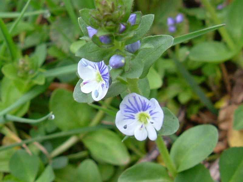 Veronica serpyllifolia / Veronica a foglie di Serpillo